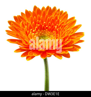 Orange gerbera isolated on white background Stock Photo