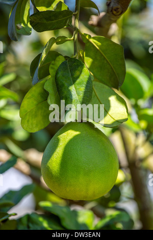 Pomelo fruit on a tree closeup Stock Photo