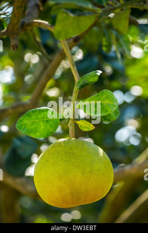 Pomelo fruit on a tree closeup Stock Photo