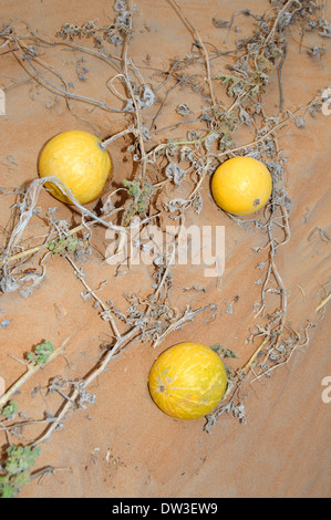 colocynth, bitter apple, bitter cucumber, desert gourd, egusi, or vine of Sodom (Citrullus colocynthis), desert of Sharjah, Stock Photo