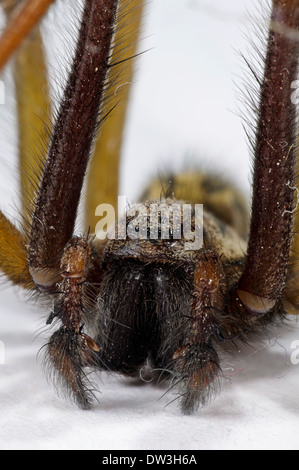 House Spider (Tegenaria duellica) adult male, close-up on the head and palps, Thirsk, North Yorkshire. November. Stock Photo