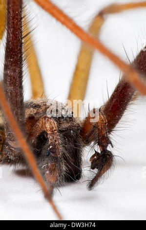 House Spider (Tegenaria duellica) adult male, close-up on the head and palps, Thirsk, North Yorkshire. November.