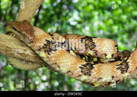 Mountain Pit Viper Snake ( Ovophis monticola ) in Malaysia Stock Photo