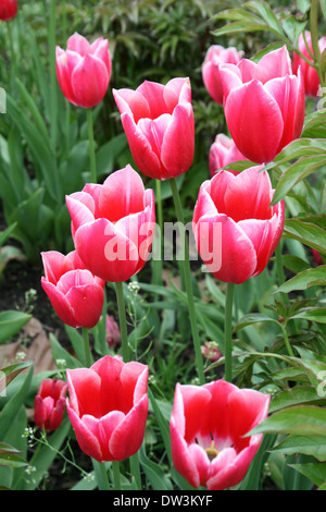 Bright hot pink tulips with white trim at the Ottawa Tulip Festival Stock Photo
