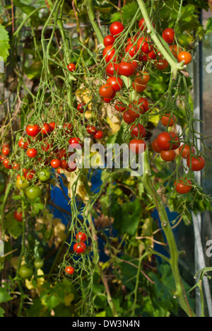 Cherry tomatoes, Gardeners Delight, ripening in greenhouse. Stock Photo