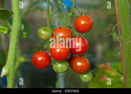Cherry tomatoes, Gardeners Delight, ripening in greenhouse. Stock Photo
