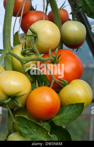 Greenhouse grown tomatoes ripening on the vine Stock Photo