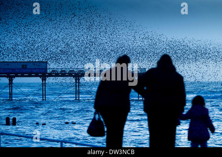 Aberystwyth Wales Uk, Wednesday 26 Feb 2014  Every evening between October and March, flocks of up to 50,00 starlings come in to roost on the cast iron legs of the Victorian seaside pier at Aberystwyth on the west wales coast, UK.  One of only three ‘urban’ roosts in the UK, the spectacular sight draws crowds  of people at sunset  each day   photo Credit: keith morris/Alamy Live News Stock Photo