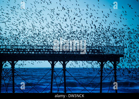 Aberystwyth Wales Uk, Wednesday 26 Feb 2014  Every evening between October and March, flocks of up to 50,00 starlings come in to roost on the cast iron legs of the Victorian seaside pier at Aberystwyth on the west wales coast, UK.  One of only three ‘urban’ roosts in the UK, the spectacular sight draws crowds  of people at sunset  each day   photo Credit: keith morris/Alamy Live News Stock Photo