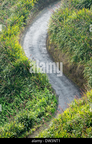 Flax and typical road on the island of St Helena in the south Atlantic ocean Sandy Bay area Stock Photo