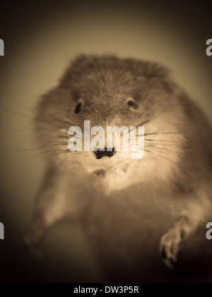 Closeup of stuffed rodent. Stock Photo