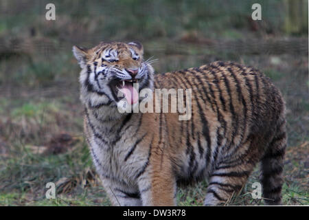 Kingcraig, UK. 26th Feb, 2014. An Amur tiger pants after running in the Highland Wildlife Park Credit: Keith Larby/Alamy Live News Stock Photo