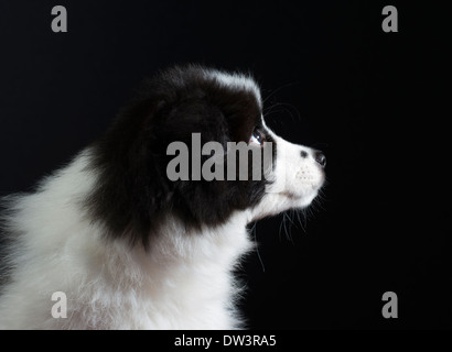 Portrait of 9 week old Border Collie puppy Stock Photo