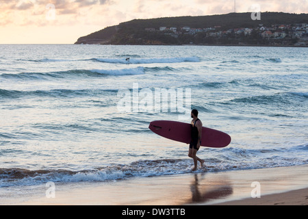 Surfer carrying board surfboard entering sea at sunrise dawn North Steyne beach Manly Sydney New South Wales NSW Australia Stock Photo
