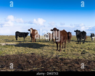 dh  CATTLE UK Winter beef cows herd in field Sanday Orkney scotland uk scottish cattle Stock Photo