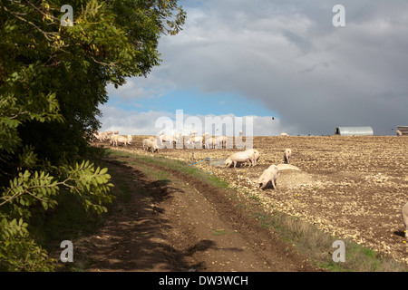 Outdoor reared pigs on a pig farm near Damerham Hampshire England Stock Photo