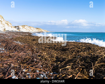dh Newark Bay SANDAY ORKNEY Beach and sand dunes seaweed scotland kelp plant North Sea Stock Photo