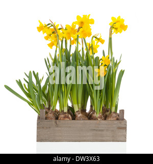 Wooden crate with yellow daffodils isolated over white background Stock Photo
