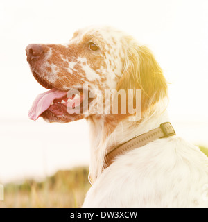 stylized portrait of english setter Stock Photo