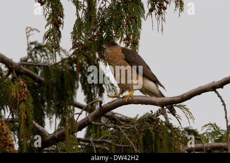 Cooper's Hawk (Accipiter cooperii) perched in a conifer tree in Nanaimo, Vancouver Island, BC Canada in February Stock Photo