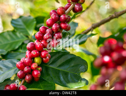 Coffee beans ripening on a tree Stock Photo