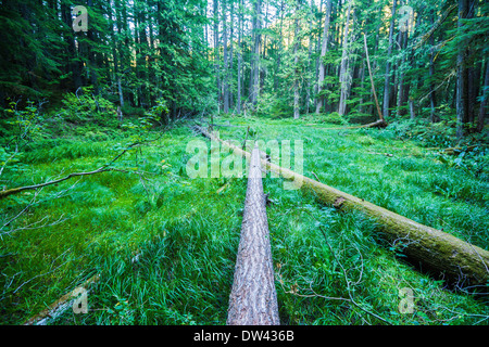 Ohanapecosh, Mt. Rainier National Park, Washington, USA Stock Photo