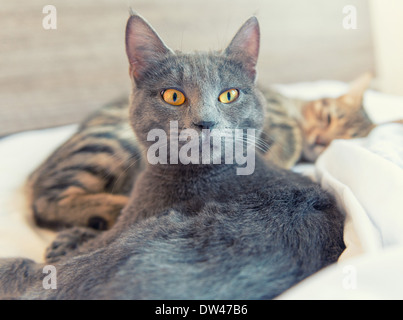 Cat awake and cat sleeps on bed Stock Photo