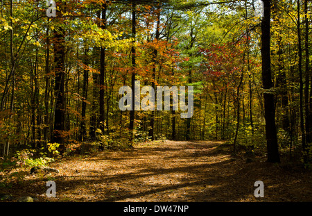Rockland Maine fall foliage colors on trail in October leaves in leaf peeper time in New England Stock Photo