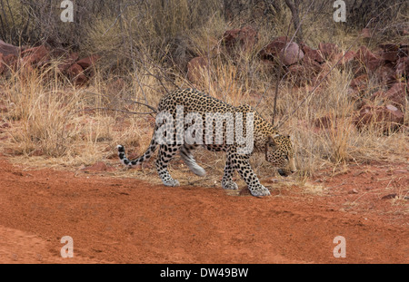 Namibia Africa cheetah in wild at Okonjima Private Reserve at Okonjima Bush Camp on safari at Africat Foundation Stock Photo
