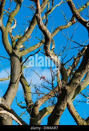 Gnarled tree branches against blue sky with white cloud. Stock Photo