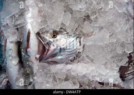 Freshly caught fish in ice, being sold at auction, Xabia, Spain. Stock Photo