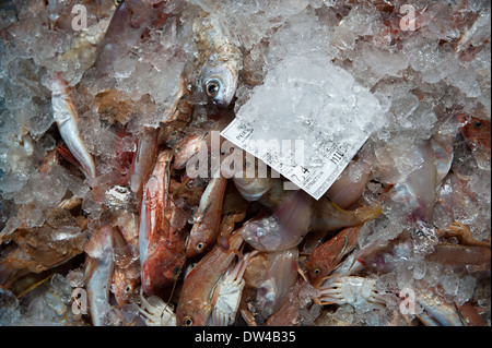 Freshly caught fish in ice, being sold at auction, Xabia, Spain. Stock Photo