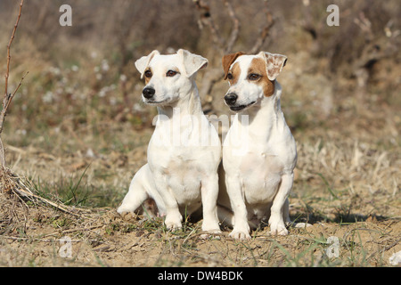 Dog Jack Russel Terrier  /  two adults sitting in a meadow Stock Photo