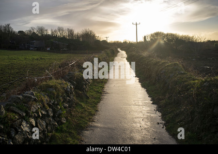 A wet path glistens in the early evening sun Stock Photo