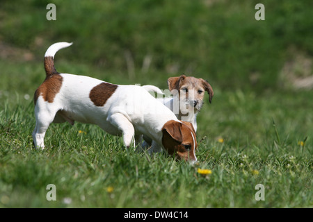 Dog Jack Russel Terrier  /  adult ( smooth coat ) and puppy ( rough hair ) standing in a meadow Stock Photo