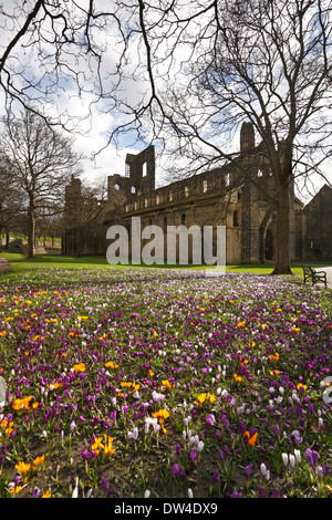 Crocuses in the grounds of Kirkstall Abbey, Leeds, West Yorkshire, England, UK. Stock Photo