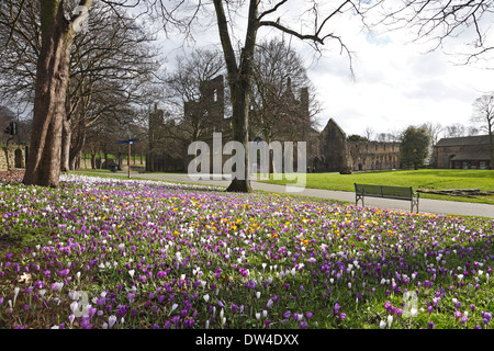 Crocuses in the grounds of Kirkstall Abbey, Leeds, West Yorkshire, England, UK. Stock Photo