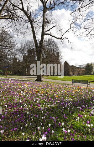 Crocuses in the grounds of Kirkstall Abbey, Leeds, West Yorkshire, England, UK. Stock Photo