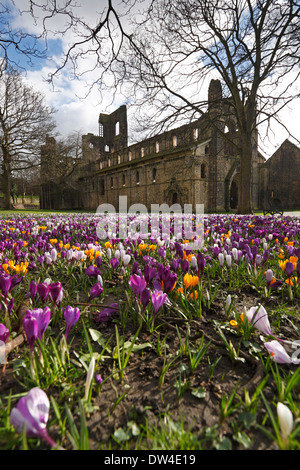 Crocuses in the grounds of Kirkstall Abbey, Leeds, West Yorkshire, England, UK. Stock Photo