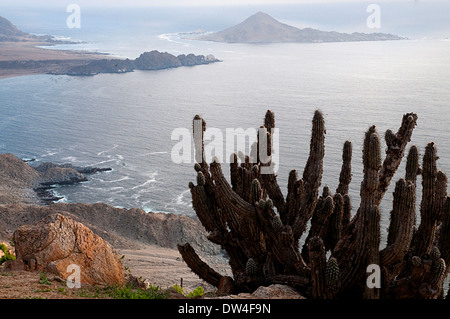 Echinopsis cactus overlooking the Isla Pan de Azúcar, Atacama Desert, Chile, South America Stock Photo