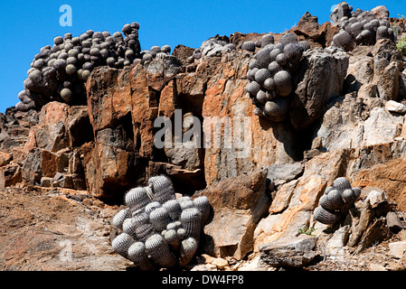 Columna alba cacti (Copiapoa cinerea) in the Atacama, Pan de Azúcar National Park, Antofagasta Region, Chile, South America Stock Photo