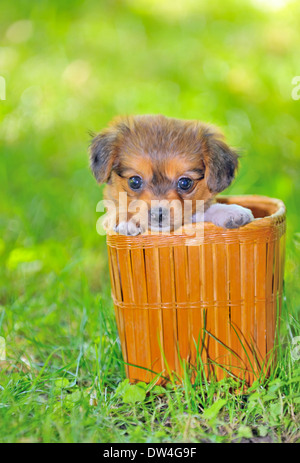 Pekingese puppy dog in a straw basket Stock Photo