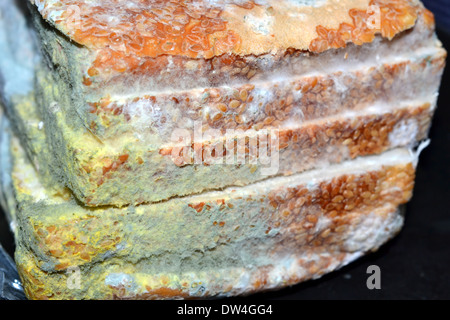 Moldy Bread Stock Photo