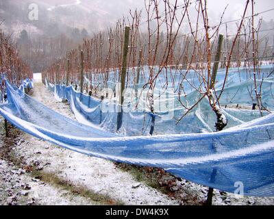 Vineyard in snow, Remshalden, Germany, Dec. 26, 2007.
