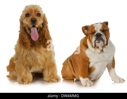two dogs - american cocker spaniel and english bulldog sitting beside each other on white background Stock Photo