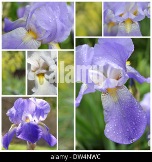 Collage from Iris flowers Stock Photo