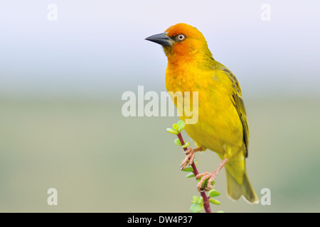 Cape Weaver (Ploceus capensis), male, on a Spekboom tree (Portulacaria afra), Addo National Park, Eastern Cape, South Africa, Africa Stock Photo