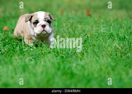 cute puppy in the grass - english bulldog puppy 5 weeks old
