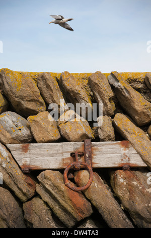 Seagull flying above mooring ring inset in pier, Folkestone harbour, Folkestone, Kent, England Stock Photo