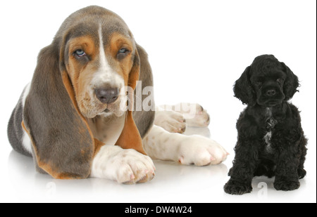 two puppies - basset hound and american cocker spaniel puppy - both eight weeks old Stock Photo